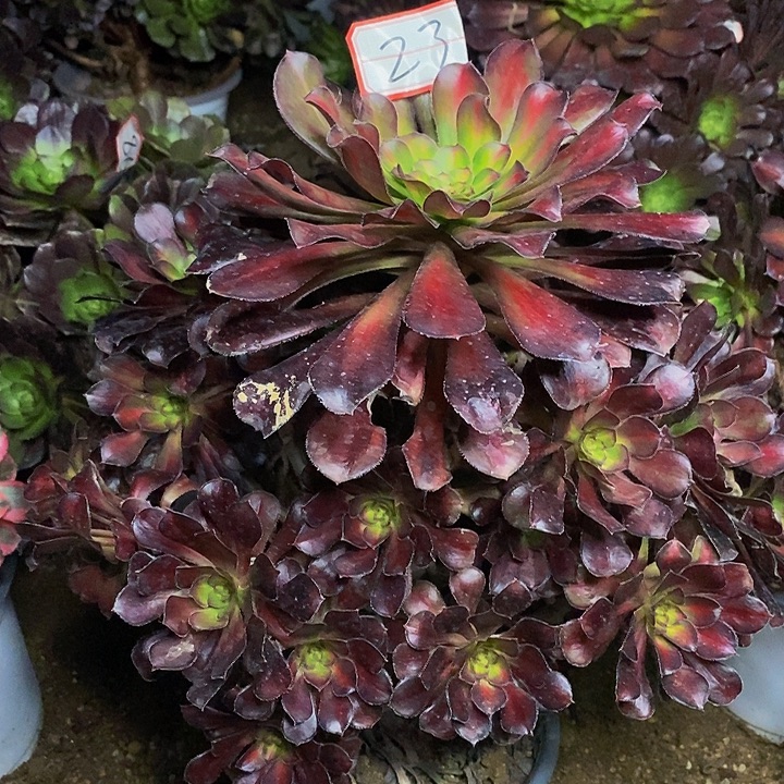 彩虹糖老桩捧花23号