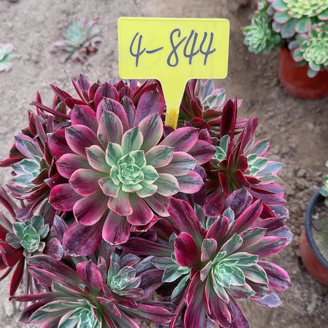 4-844--+多多头多肉植物