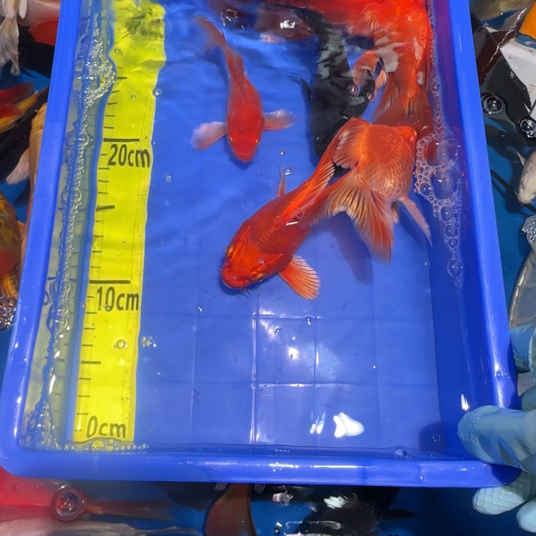 中国大陆蝴蝶鲤六条精品