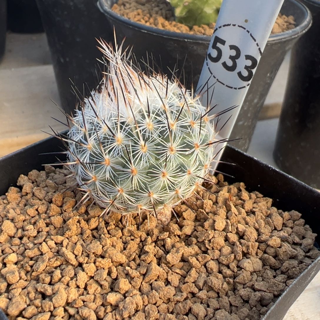 533实生根赤花美针玉多肉植物带盆土