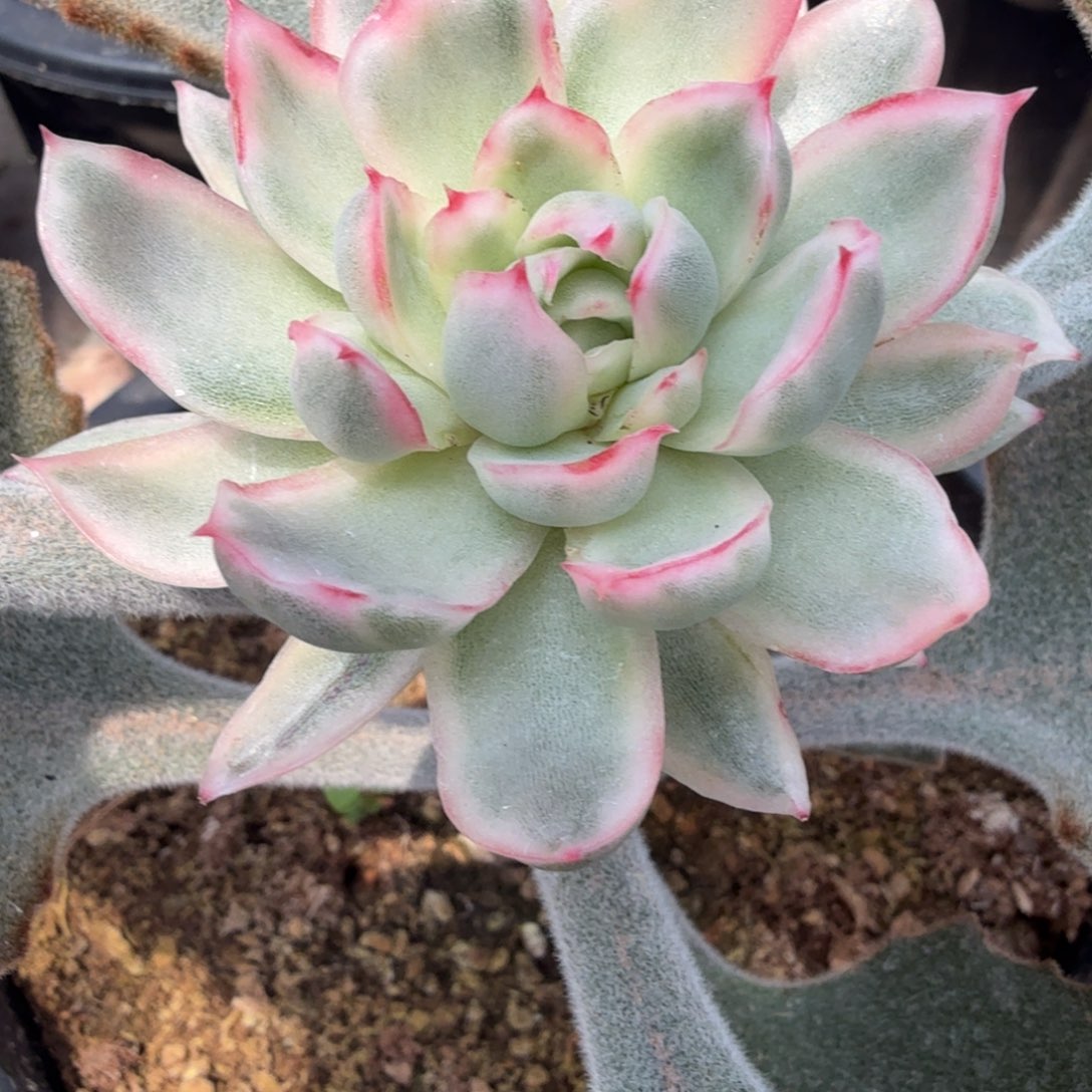 白水晶锦多肉锦景天