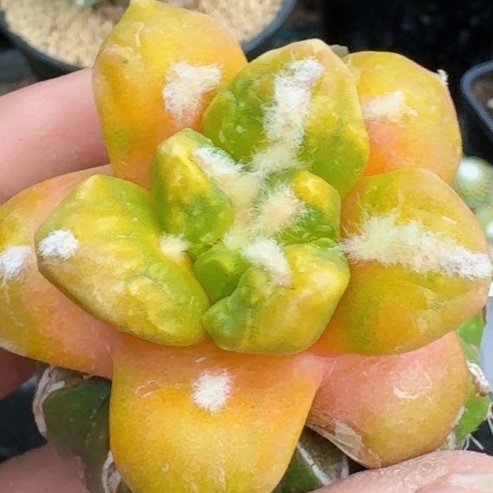 无花朵苗接牡丹锦754