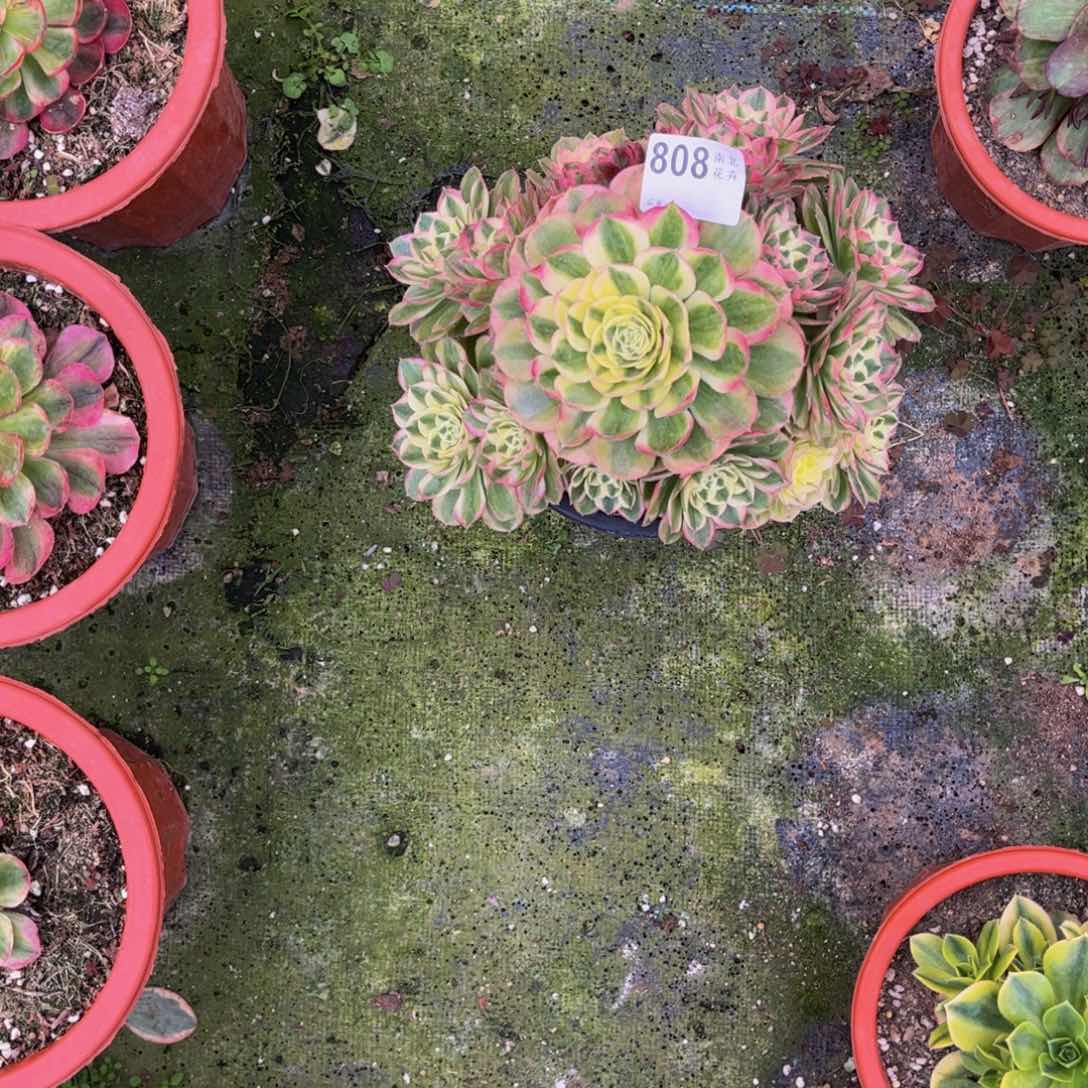 开***喵多肉玉滋000000808