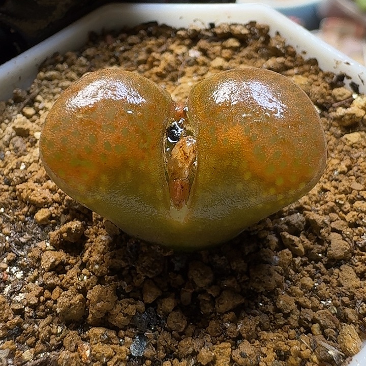 生石花111111。  286