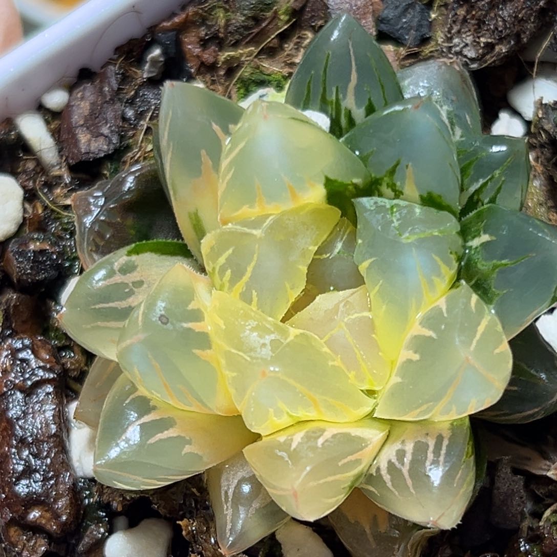 恭喜发财大吉大利677