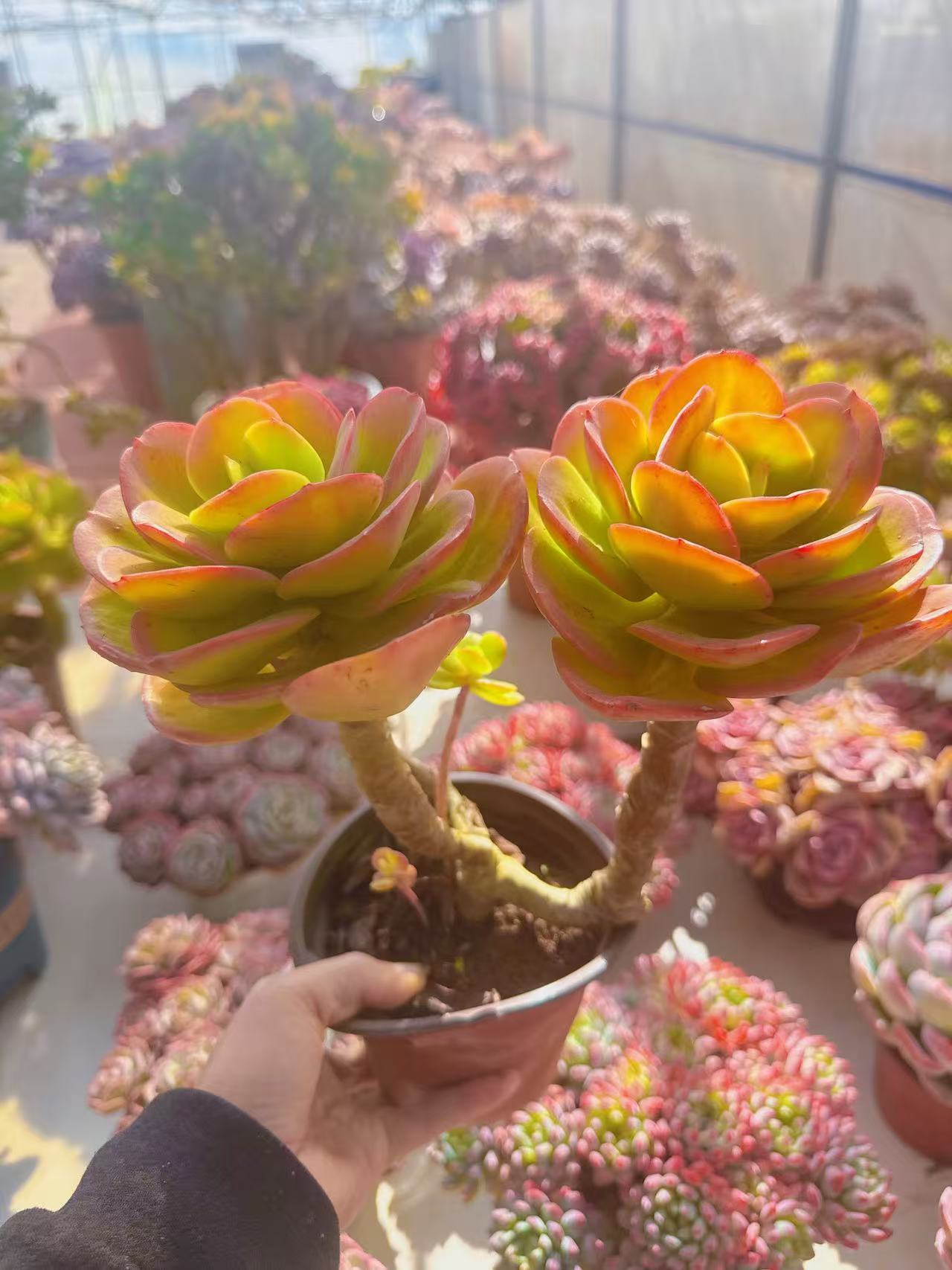 【双头红梅】脱土发货  室内养殖绿植盆栽耐寒老桩植物