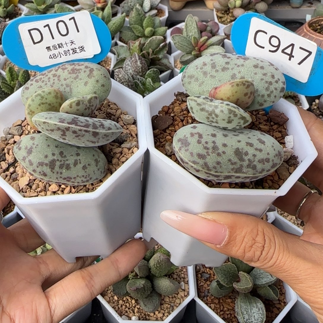 小***子抵扣200。     101。947。  