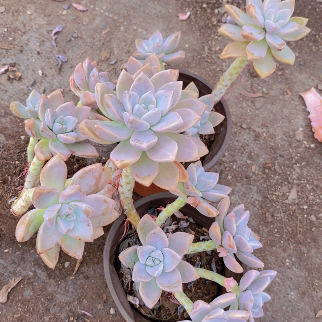 淡雪整桩整群三盆，120杯