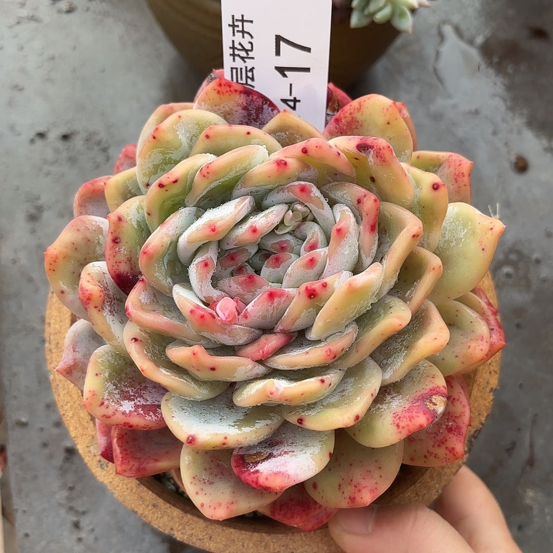 同温层多肉雪天使17