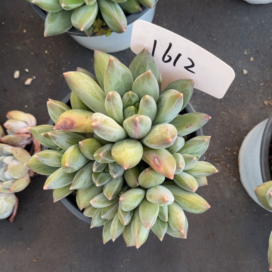 老阿姨花卉一物一拍1612