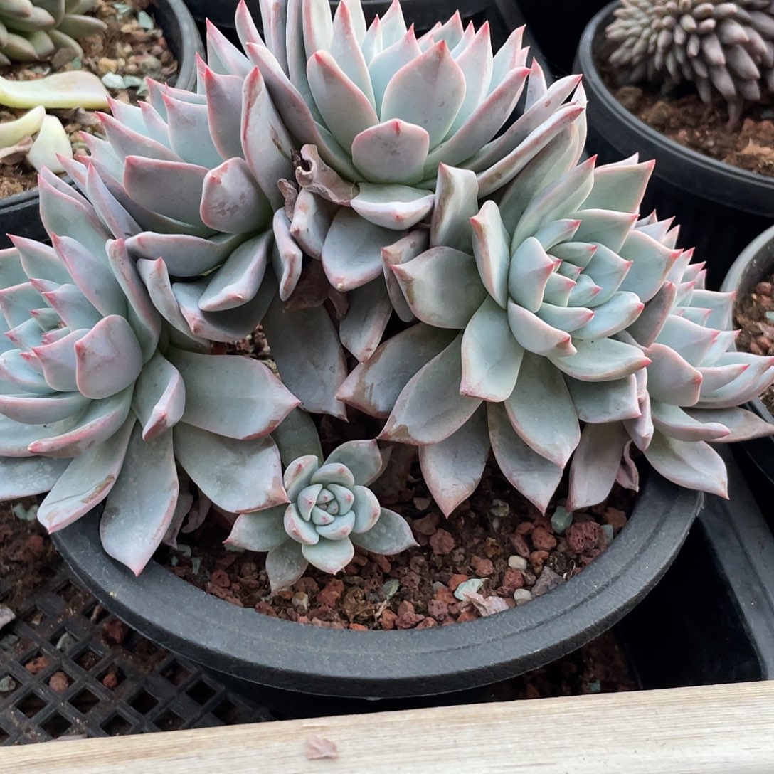 粉蓝鸟6头，一体桩，默认底切