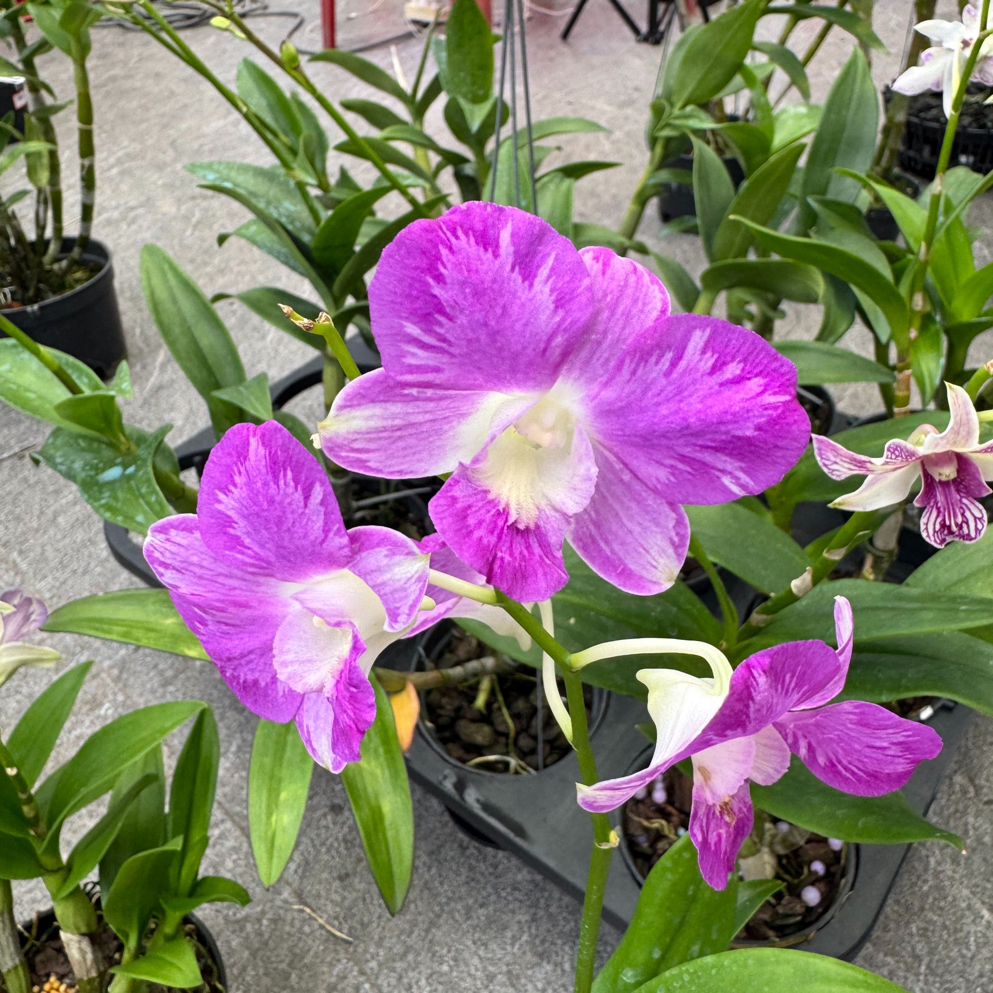 泼墨秋石斛双花剑带花带花苞盆栽室内阳台兰花