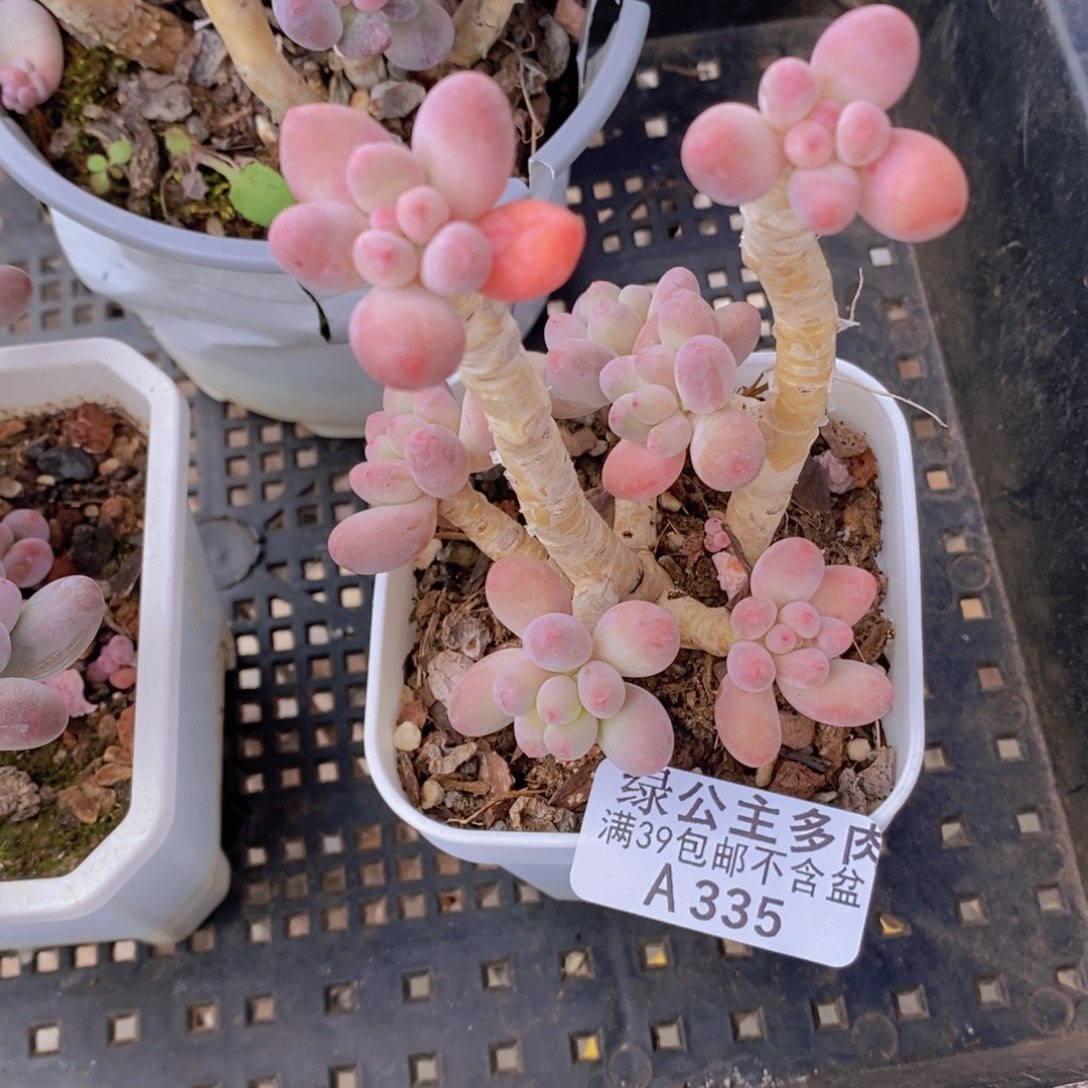 苹果奶老桩6cm335多肉植物