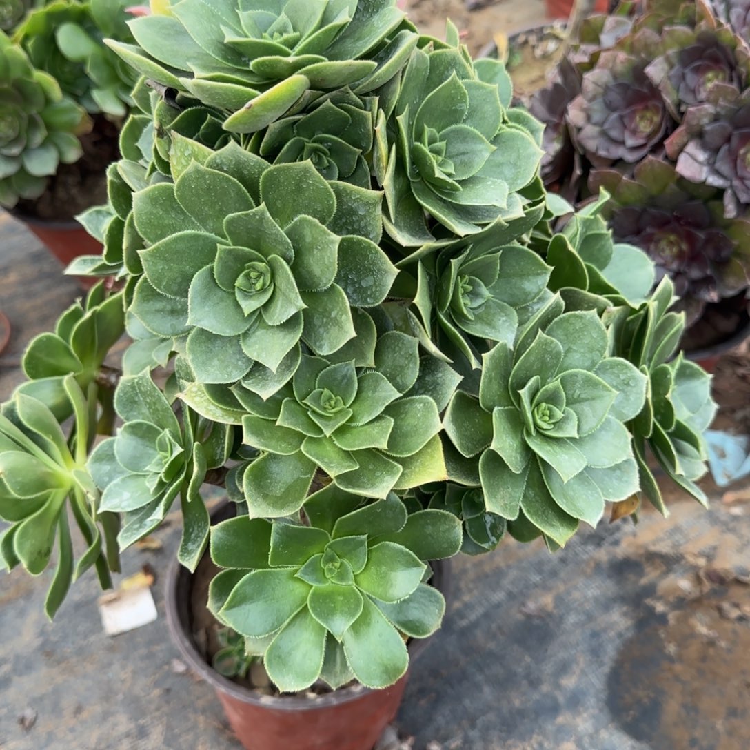 香腹670满20包邮断枝不包