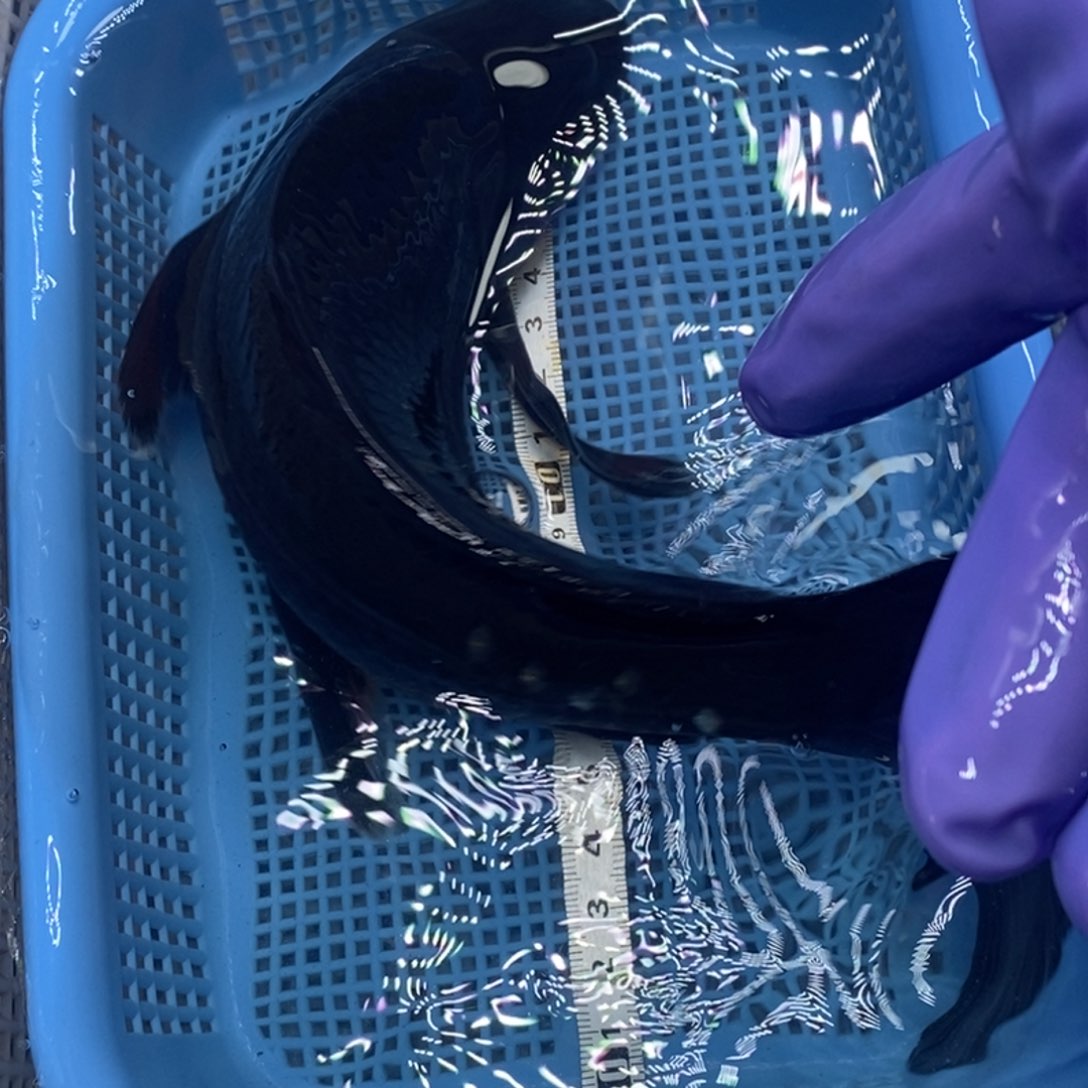 锦鲤冷水锦鲤包邮