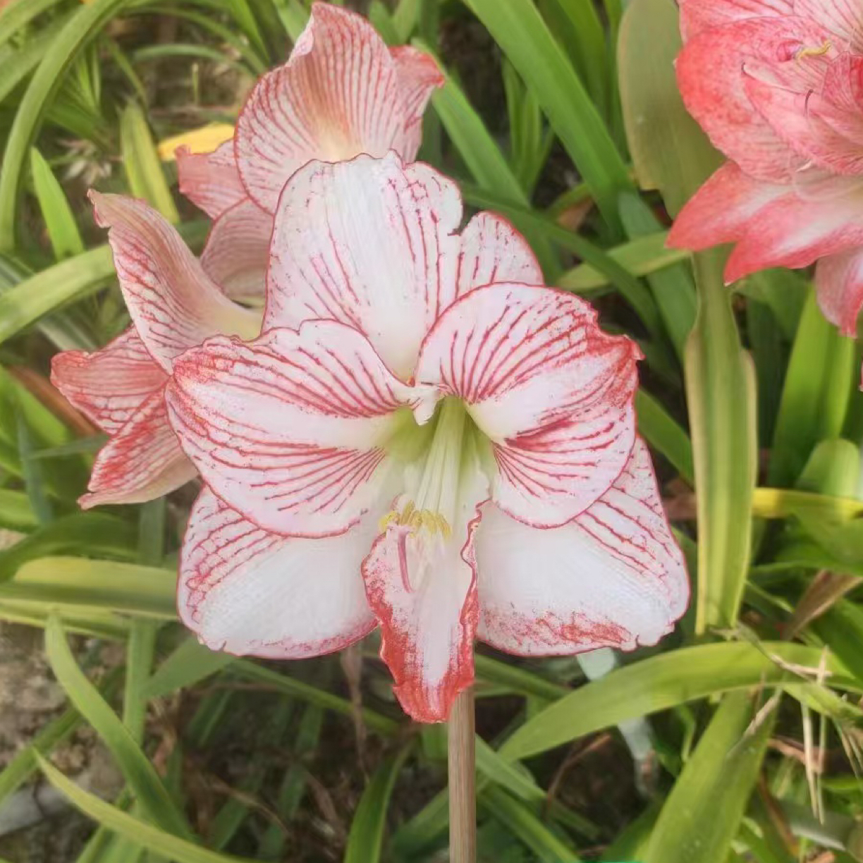 【现货】朱顶红种球杂交朱顶红种球红蝉翼