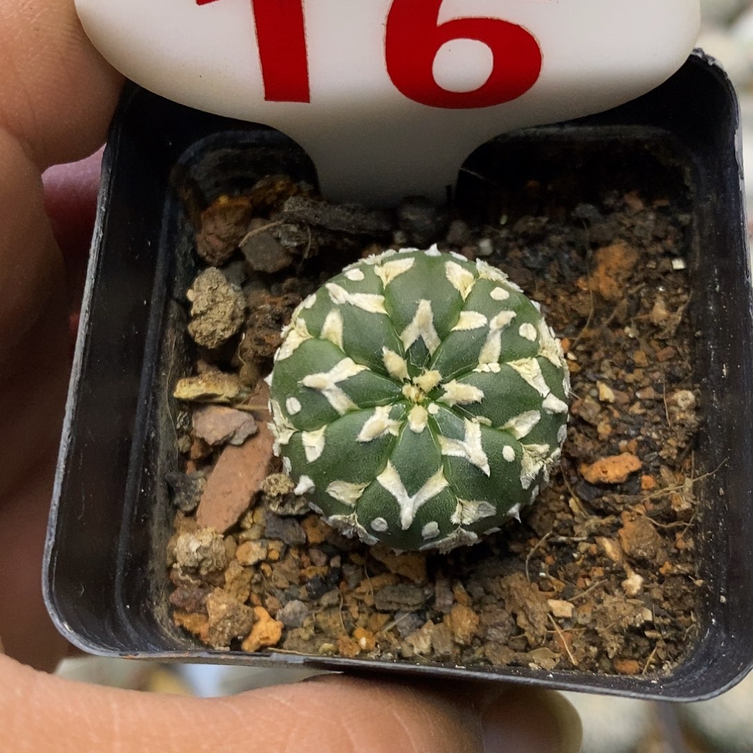16福利特价来了特价