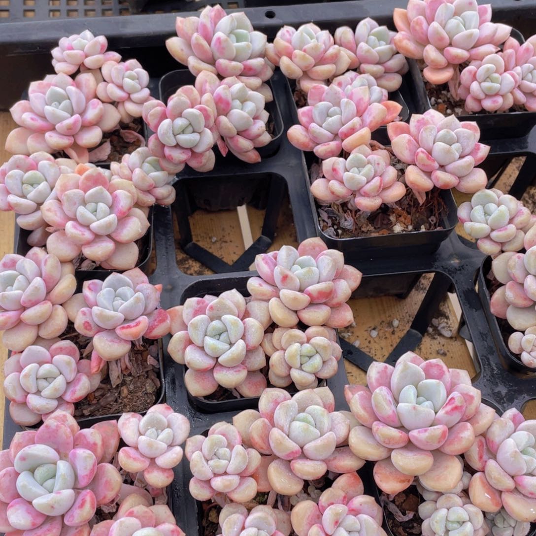 316号 白鹭花斑露群生一个