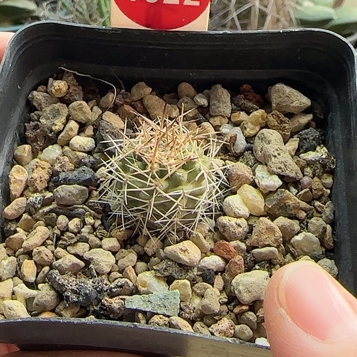 实生狂刺伍佰津玉一颗