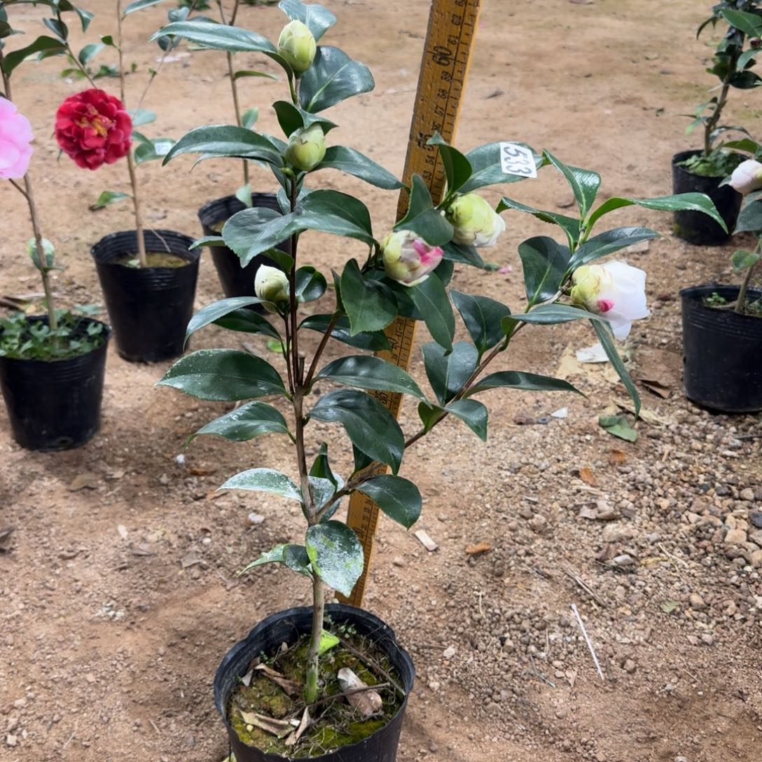 少量花朵（建议范围：2朵-5朵 或40%以下）533双色乔伊