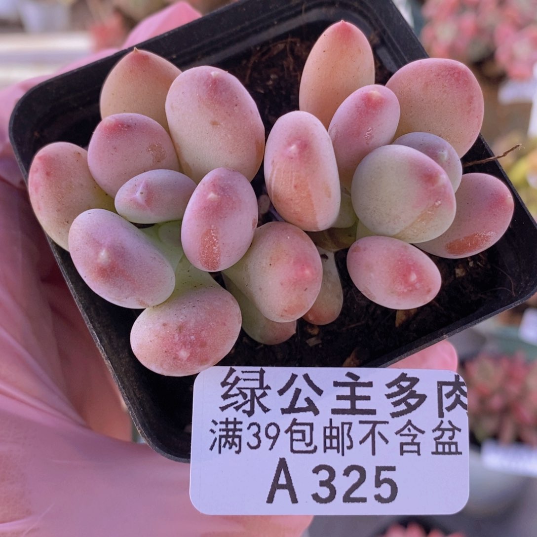 稻田姬6cm325多肉植物 