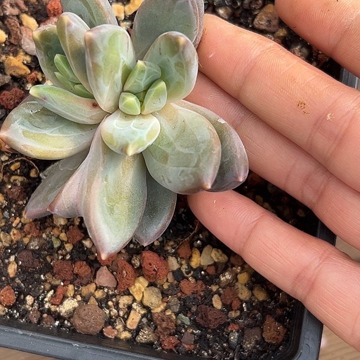 美人杂交特价一物一拍