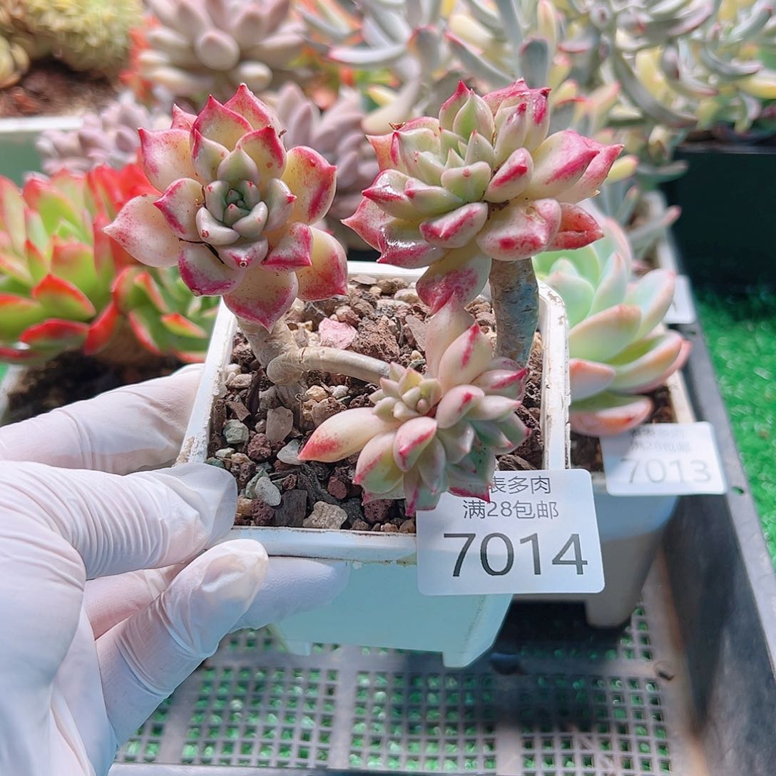 无花朵多肉一物一拍7014