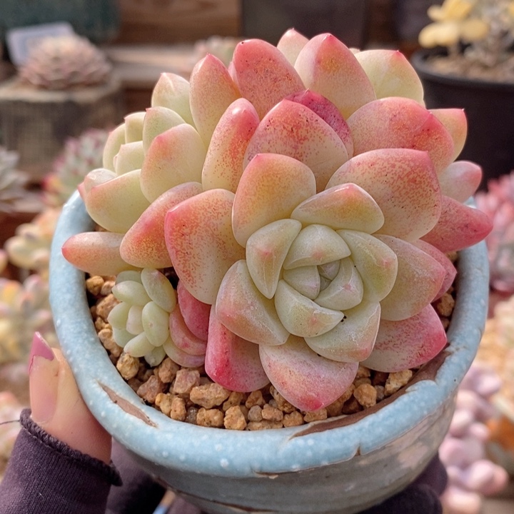 冰玉 韩货精品666