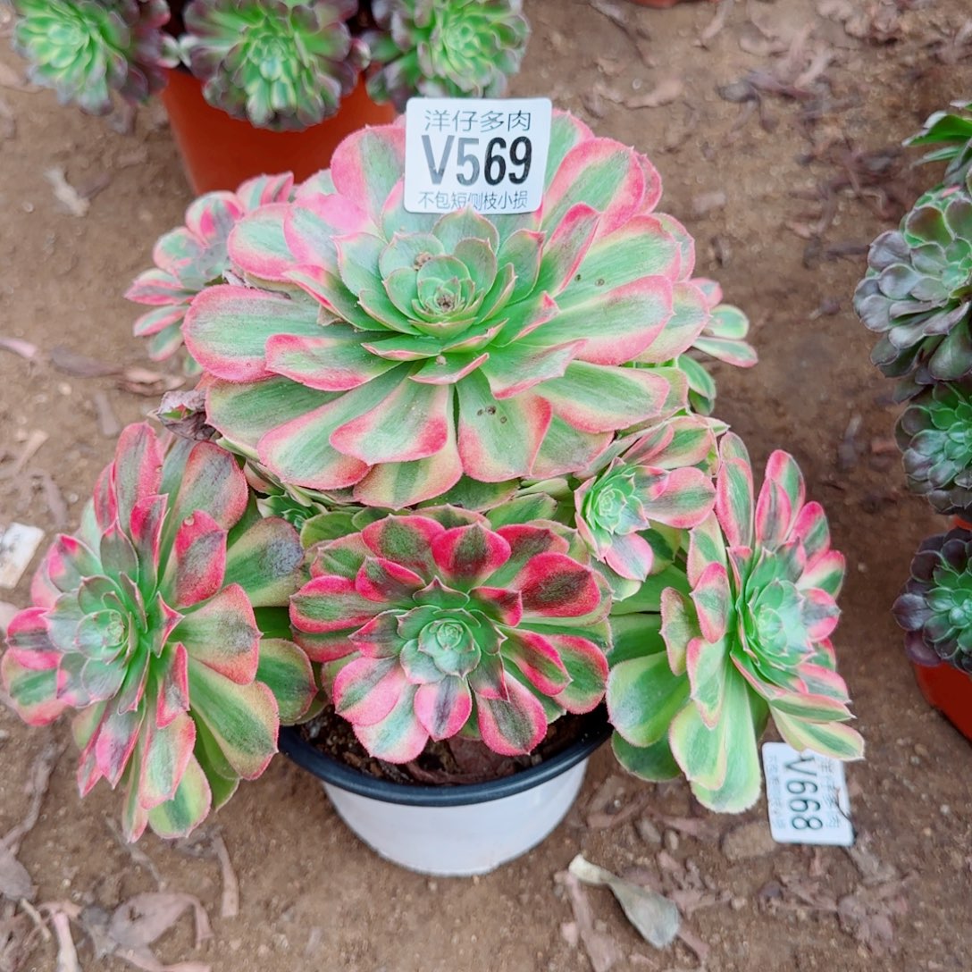 雨荷发师569冠幅20
