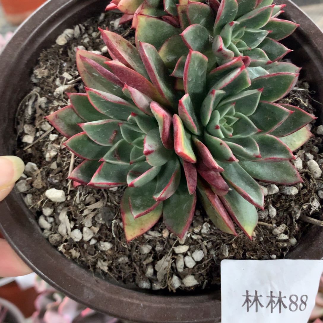 ?*斗牛士缀化多肉植物