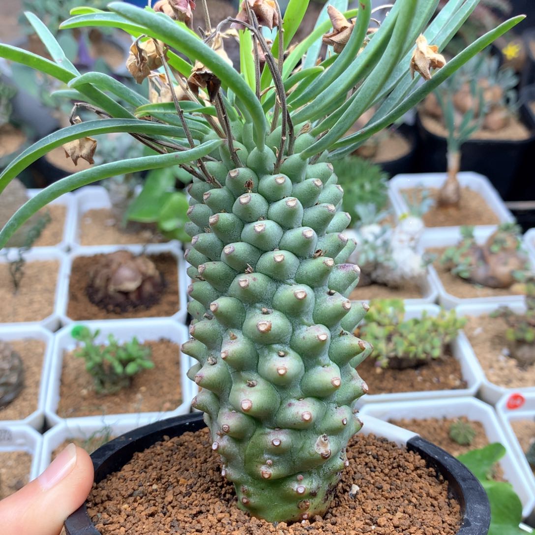 实生东台大戟4cm带盆