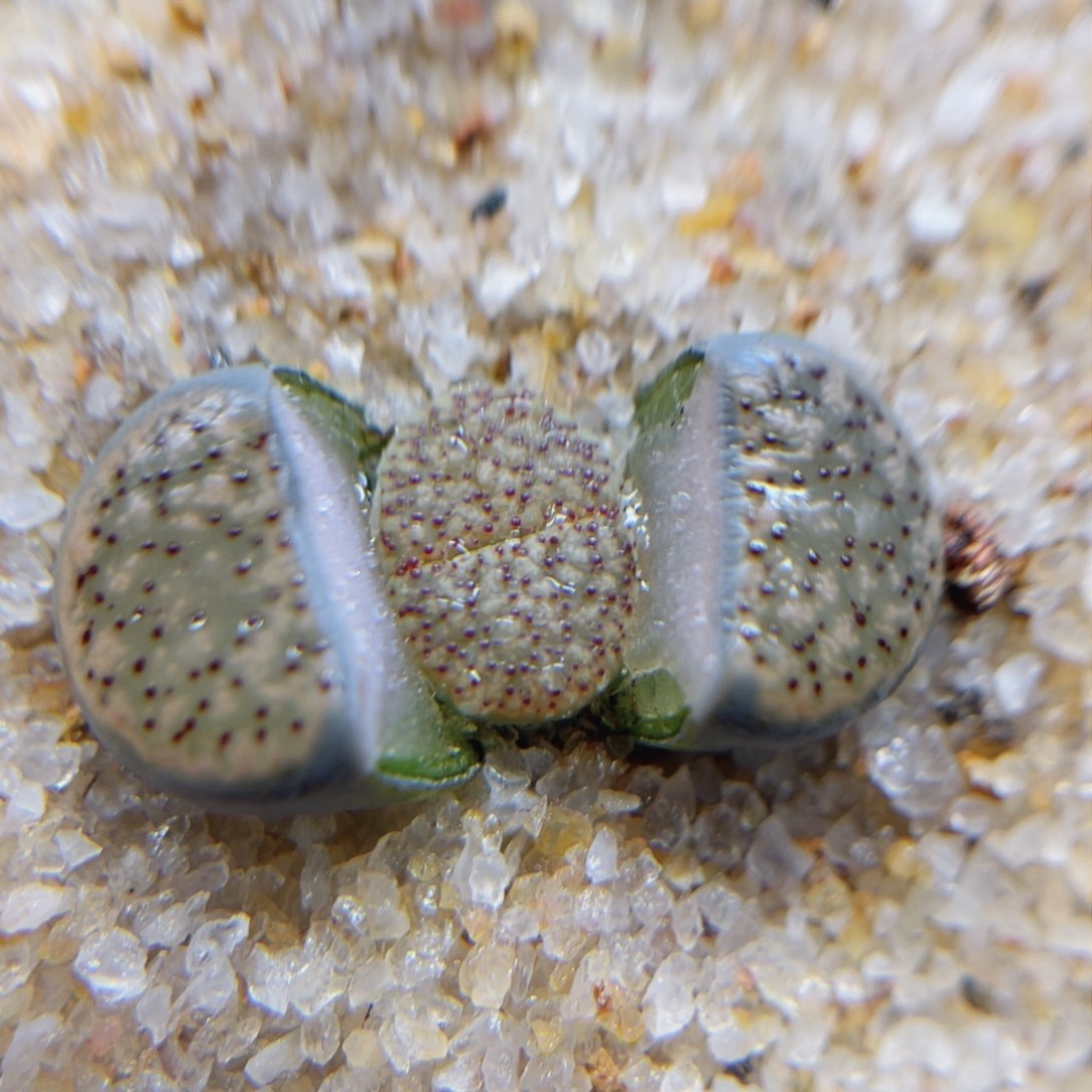 476。88558585555855555