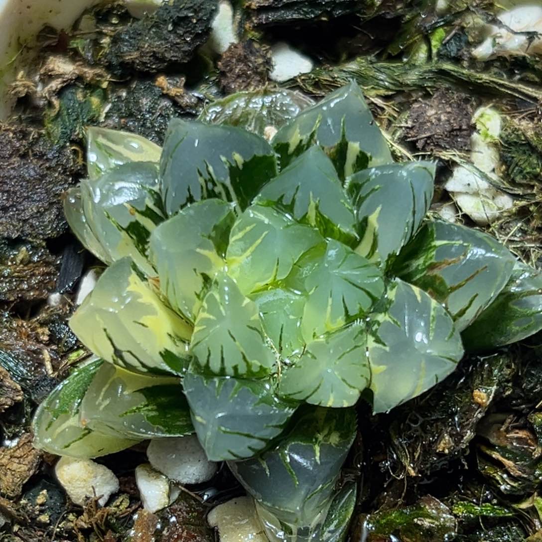 恭喜发财大吉大利853