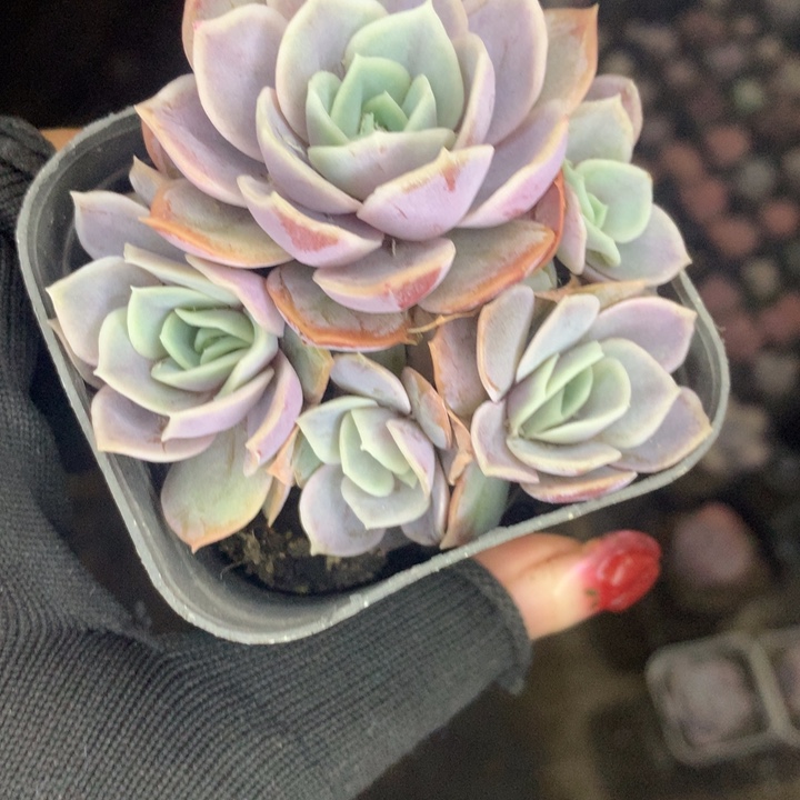 蓝色惊喜群  （满9.99包邮不满9.99发空盆）