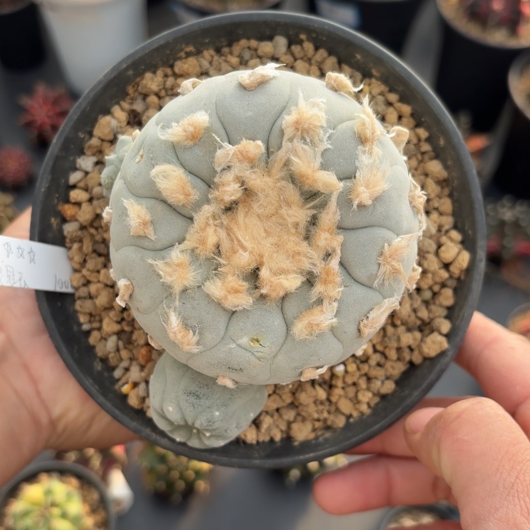 泰系实生鱼仙人球1000