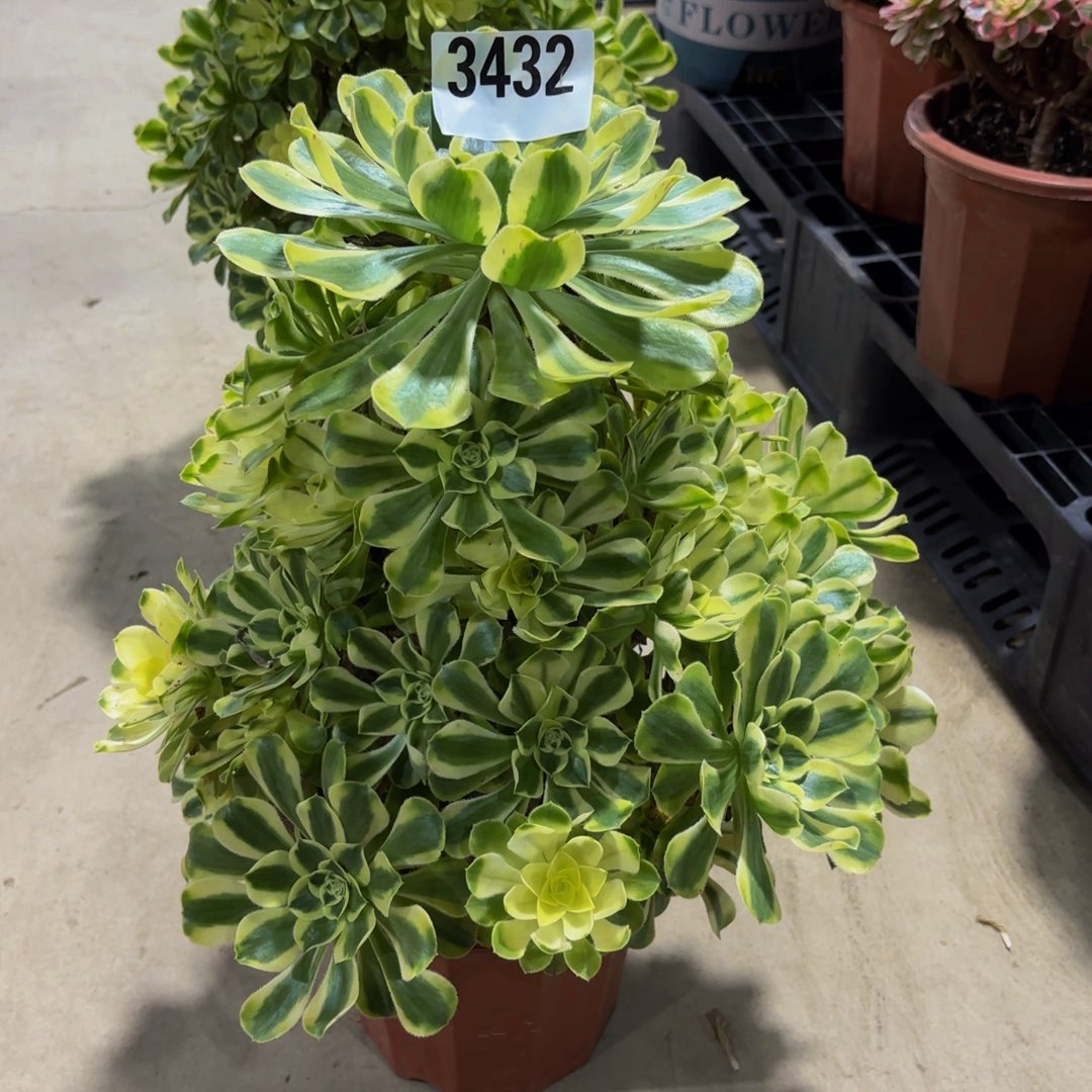 家****无花朵3432白兰地1111111