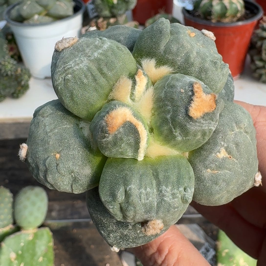 【闪购商品】无花朵福利苗接水波纹达摩丸尤怒739