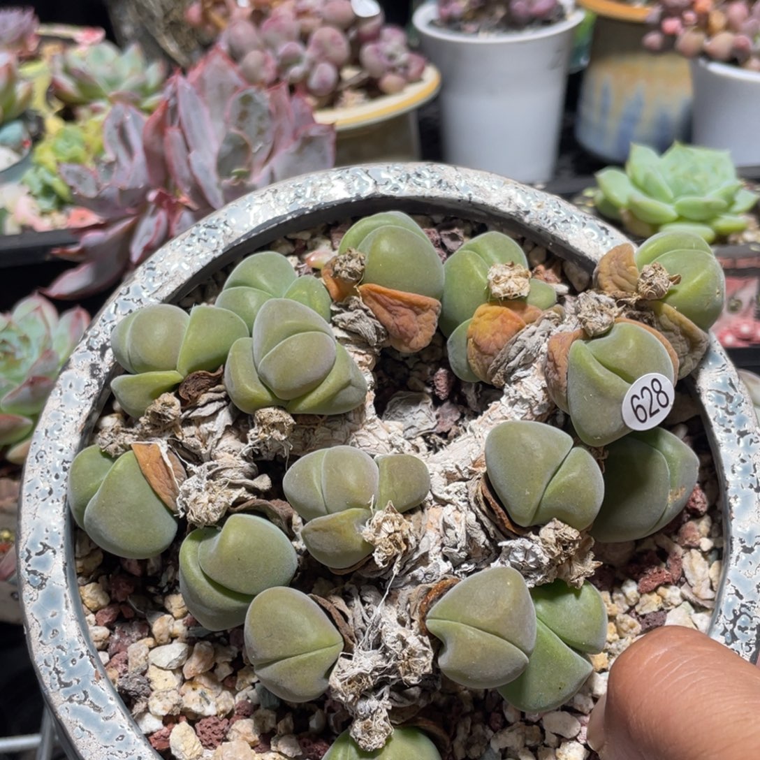 无比玉老桩多肉植物