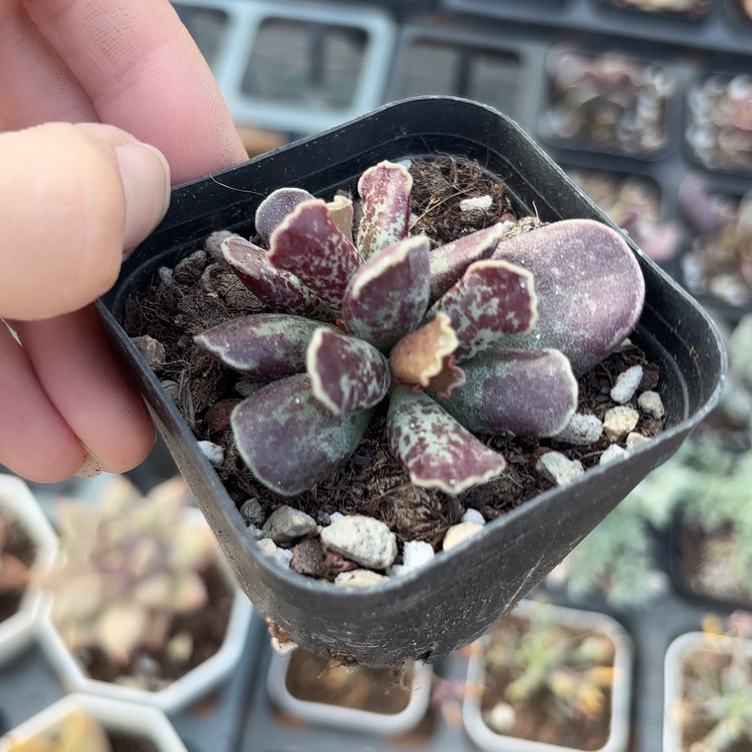 精品紫库博多肉植物