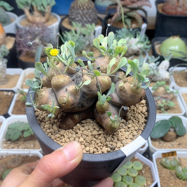 产地格加厚敦菊带盆8.2cm