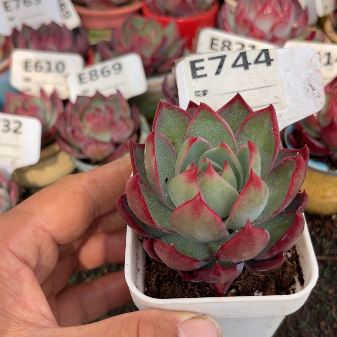 惊鸿一瞥744号多肉