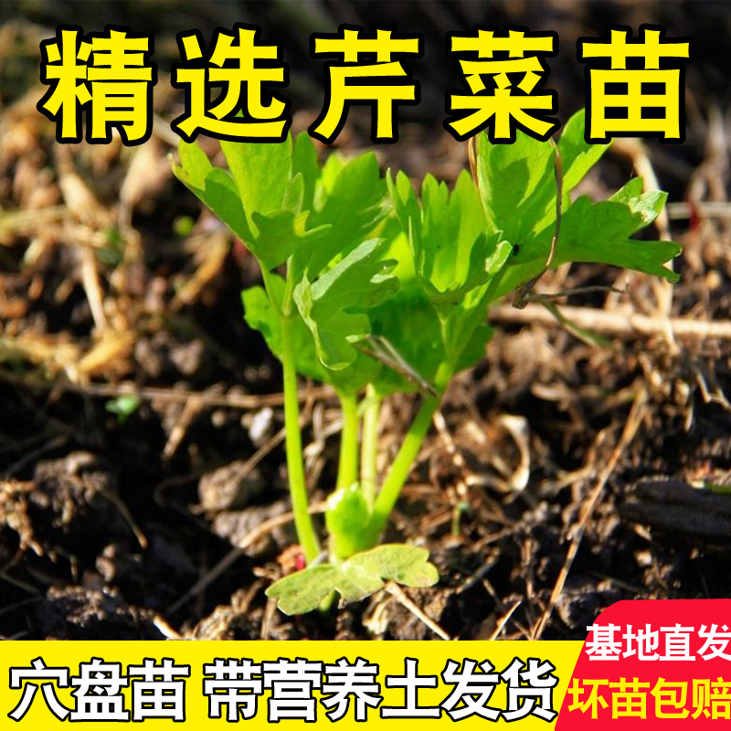 【寿光西芹苗】小香芹菜根芹红白秧苗南北方阳台盆栽种蔬菜种籽苗