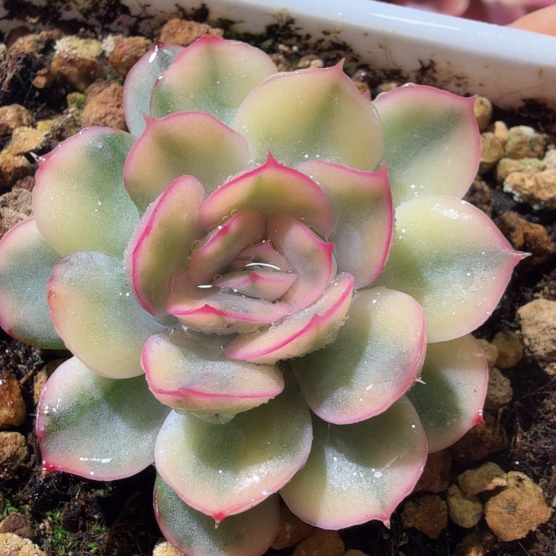 武仙座锦，多肉植物