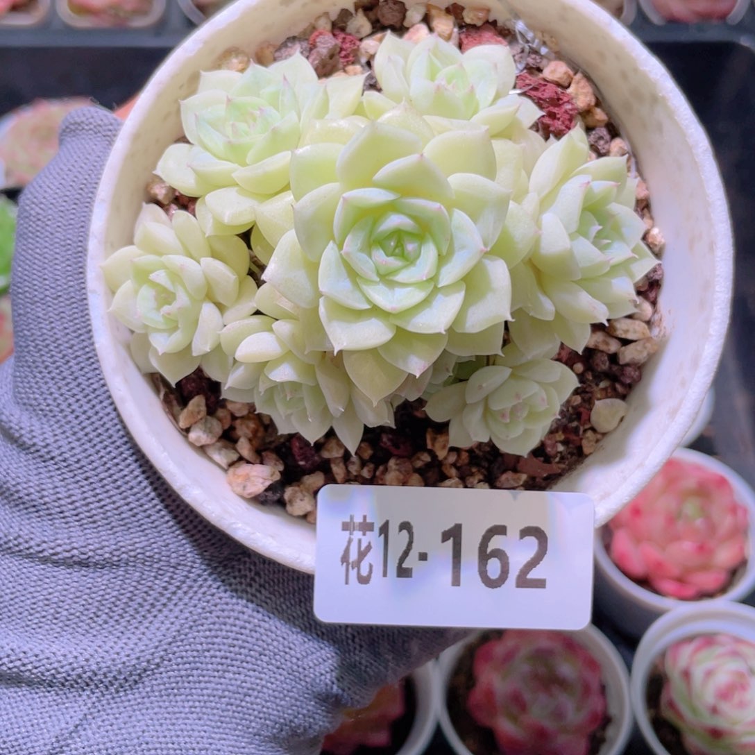 1***1花利美12-162白天鹅