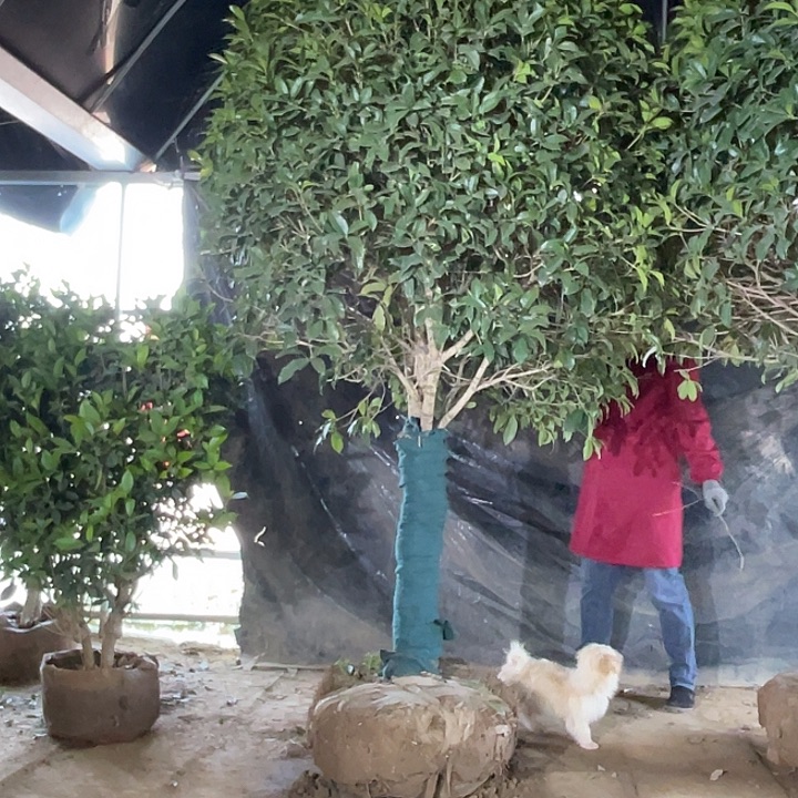 完全开放桂花一对一挑选 桂花树