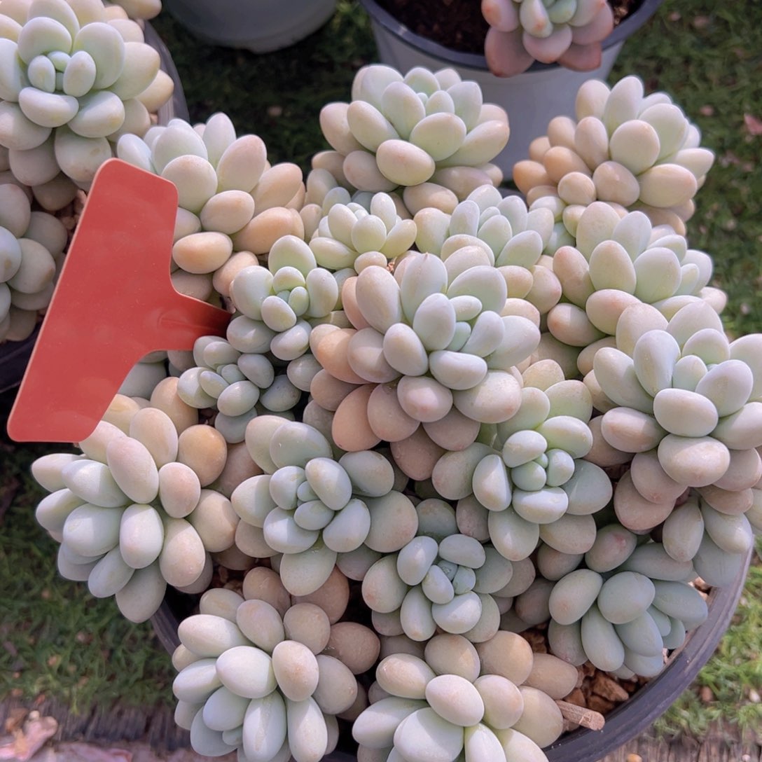 香玉的故事是一个人的故事