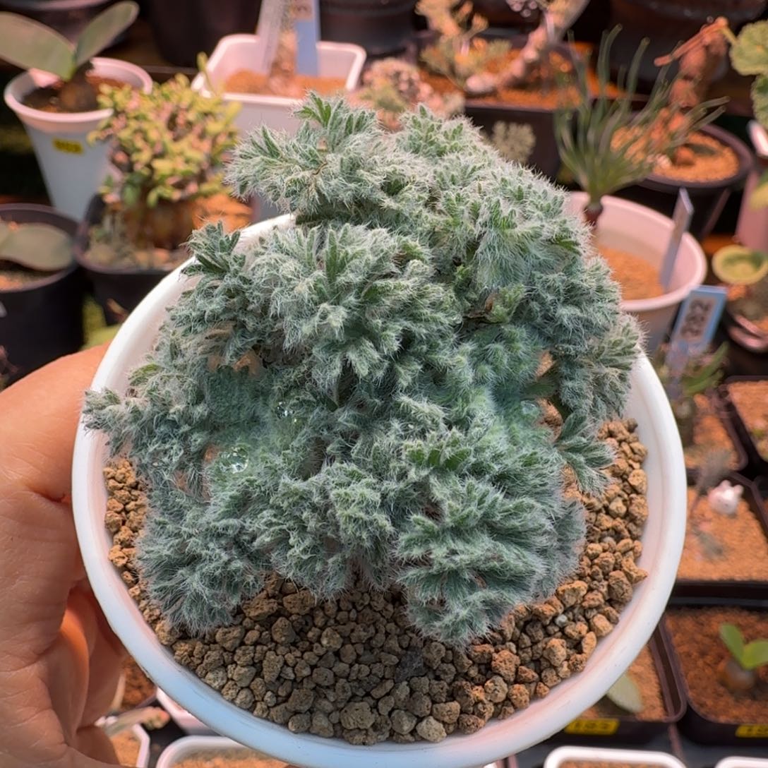 羽叶洋葵203 仙人掌