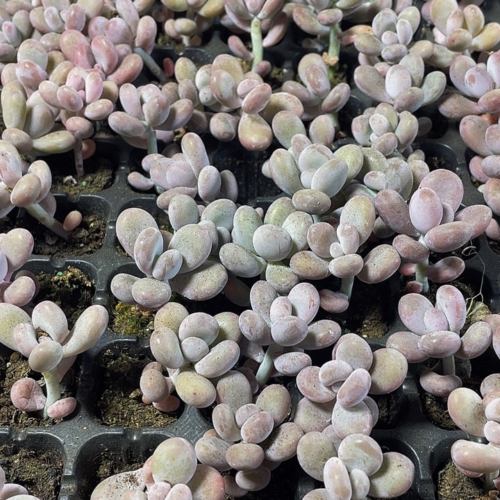 小奶酪1元带土发货