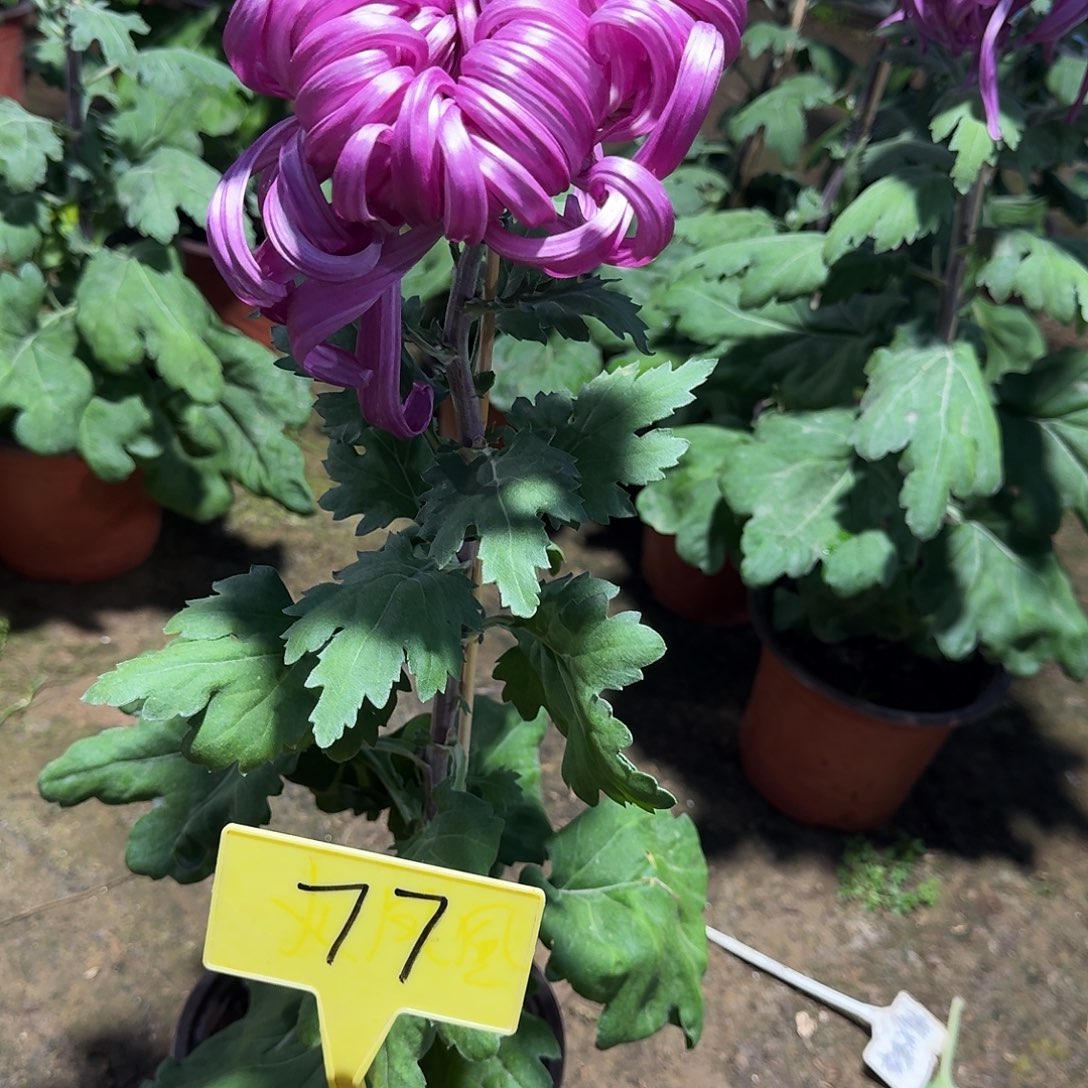 异***冰大部分花苞少量开放77无名紫