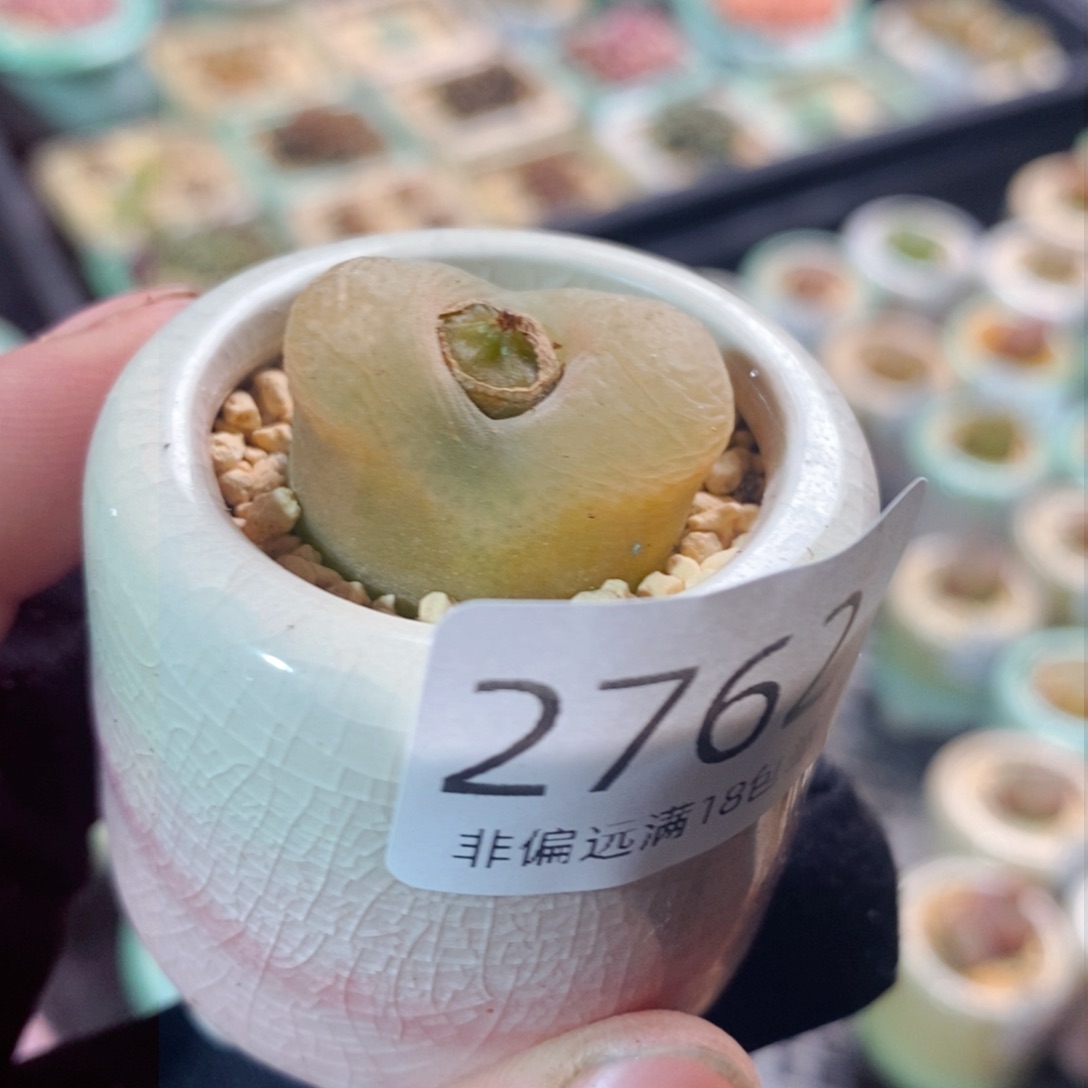 2762-一物一拍带盆